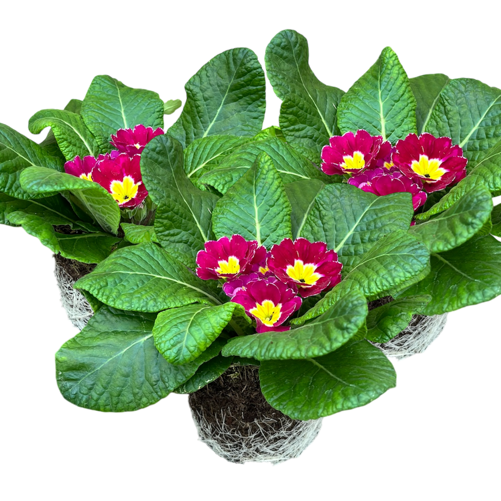 Primula vulgaris 'Purple' from Cedar Nursery, Cobham