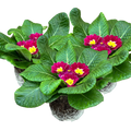Primula vulgaris 'Purple' from Cedar Nursery, Cobham