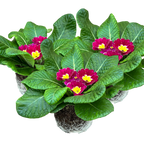 Primula vulgaris 'Purple' from Cedar Nursery, Cobham