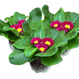 Primula vulgaris 'Purple' from Cedar Nursery, Cobham