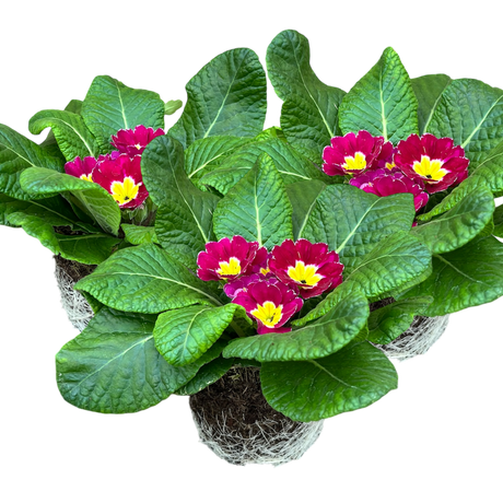 Primula vulgaris 'Purple' from Cedar Nursery, Cobham