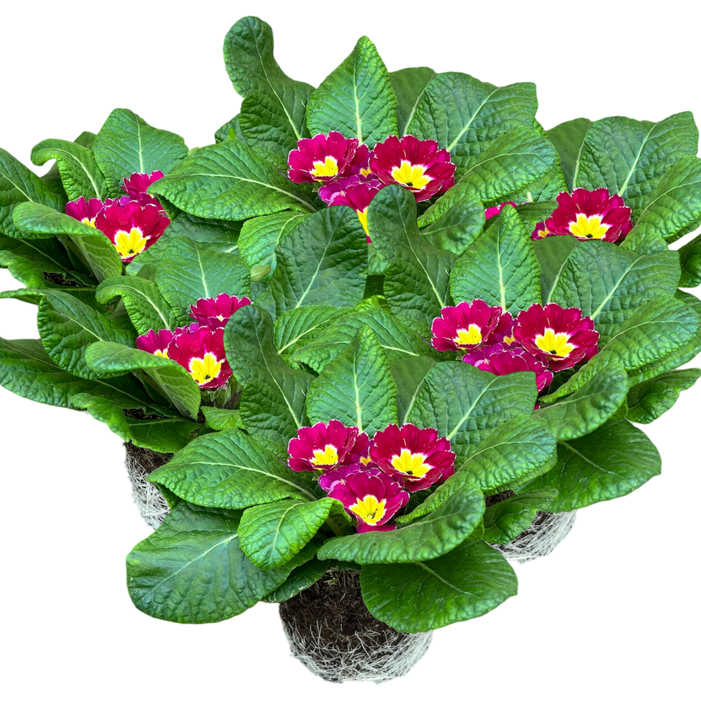 Primula vulgaris 'Purple' from Cedar Nursery, Cobham