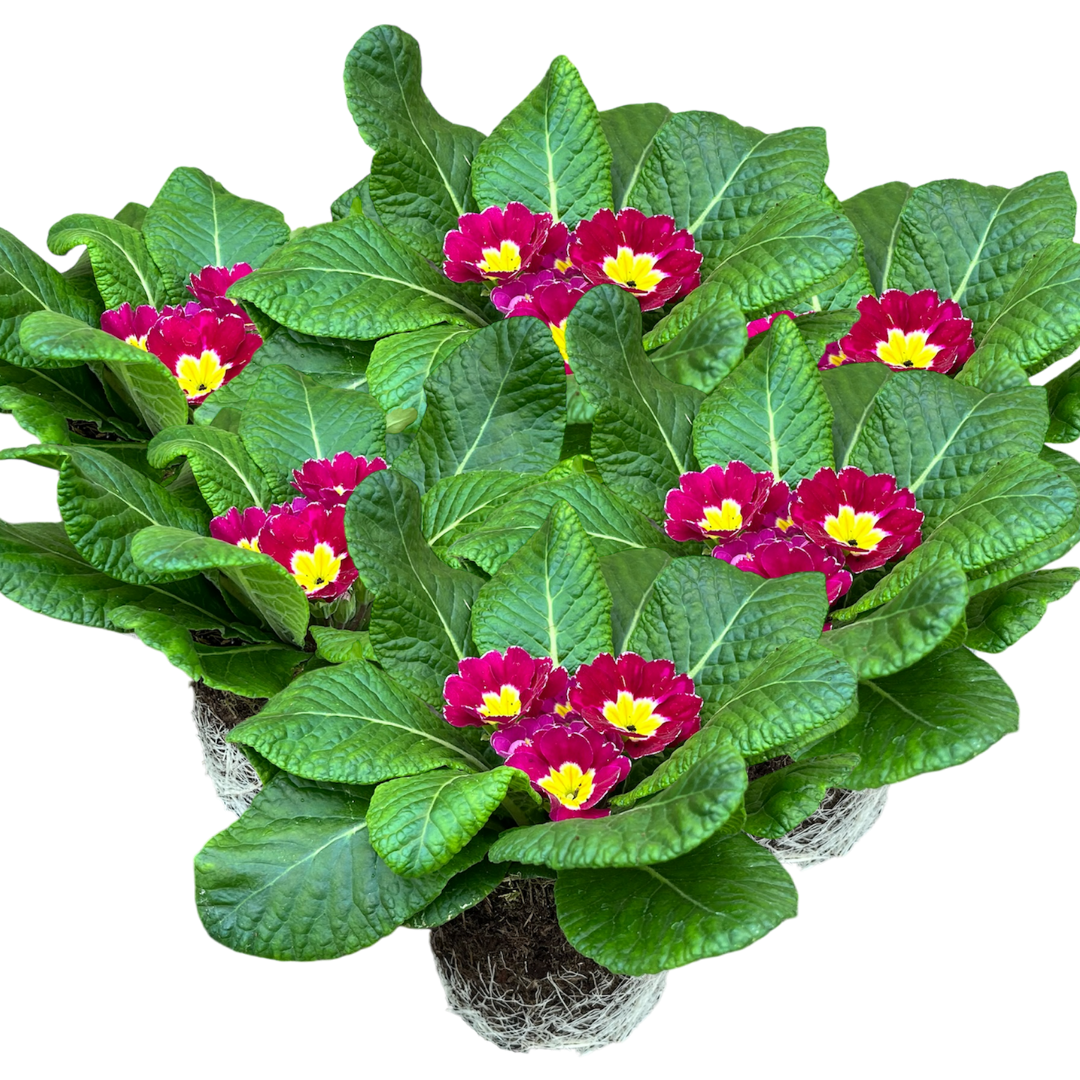 Primula vulgaris 'Purple' from Cedar Nursery, Cobham