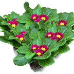 Primula vulgaris 'Purple' from Cedar Nursery, Cobham