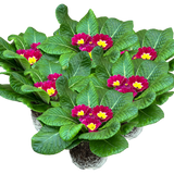 Primula vulgaris 'Purple' from Cedar Nursery, Cobham