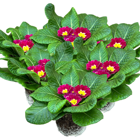 Primula vulgaris 'Purple' from Cedar Nursery, Cobham