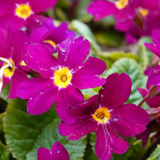 Primula vulgaris 'Purple' from Cedar Nursery, Cobham