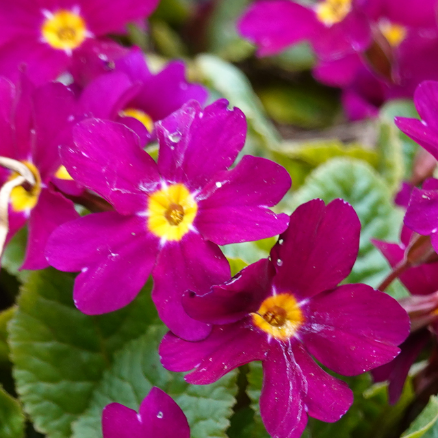 Primula vulgaris 'Purple' from Cedar Nursery, Cobham