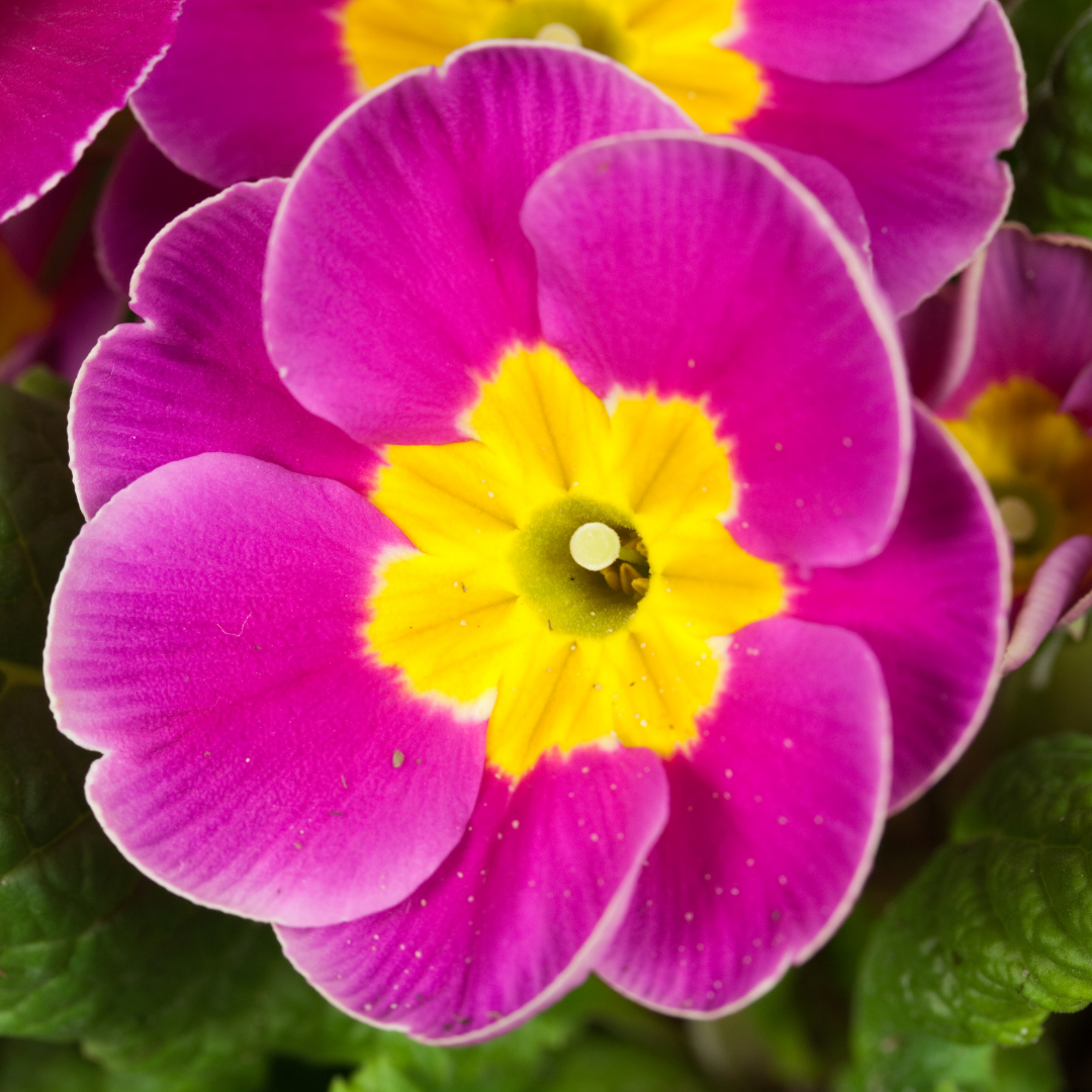 Primula vulgaris 'Purple' from Cedar Nursery, Cobham