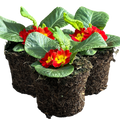 Primula vulgaris 'Red' from Cedar Nursery, Cobham