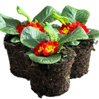 Primula vulgaris 'Red' from Cedar Nursery, Cobham
