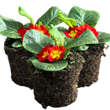 Primula vulgaris 'Red' from Cedar Nursery, Cobham
