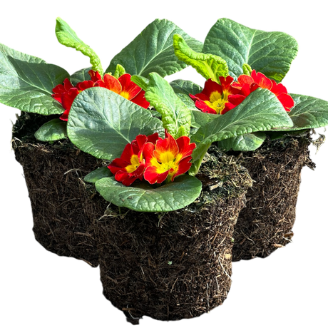 Primula vulgaris 'Red' from Cedar Nursery, Cobham