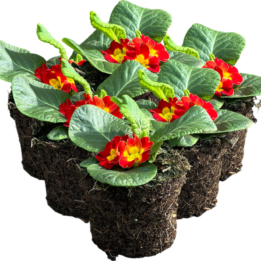 Primula vulgaris 'Red' from Cedar Nursery, Cobham