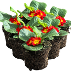 Primula vulgaris 'Red' from Cedar Nursery, Cobham