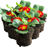 Primula vulgaris 'Red' from Cedar Nursery, Cobham