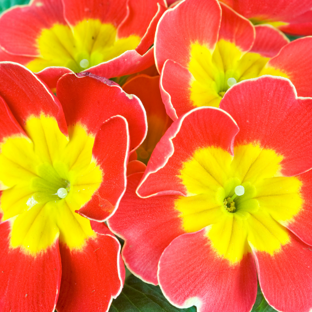 Primula vulgaris 'Red' from Cedar Nursery, Cobham