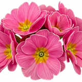 Primula vulgaris 'Strawberry' from Cedar Nursery, Cobham