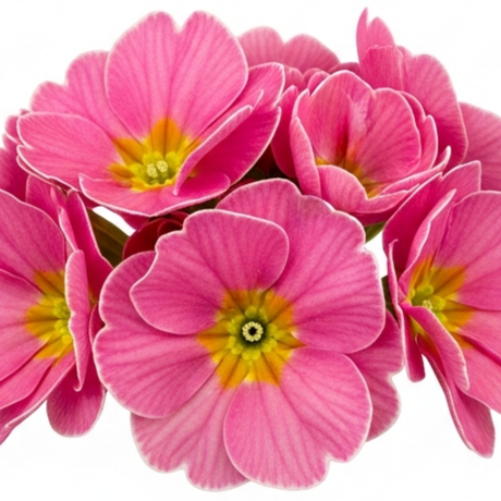 Primula vulgaris 'Strawberry' from Cedar Nursery, Cobham
