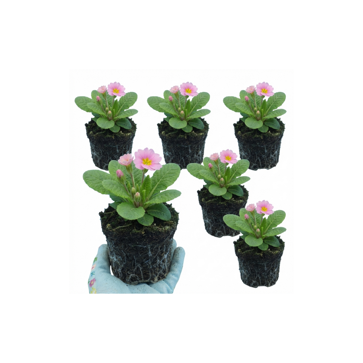 Primula vulgaris 'Strawberry' from Cedar Nursery, Cobham