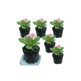 Primula vulgaris 'Strawberry' from Cedar Nursery, Cobham