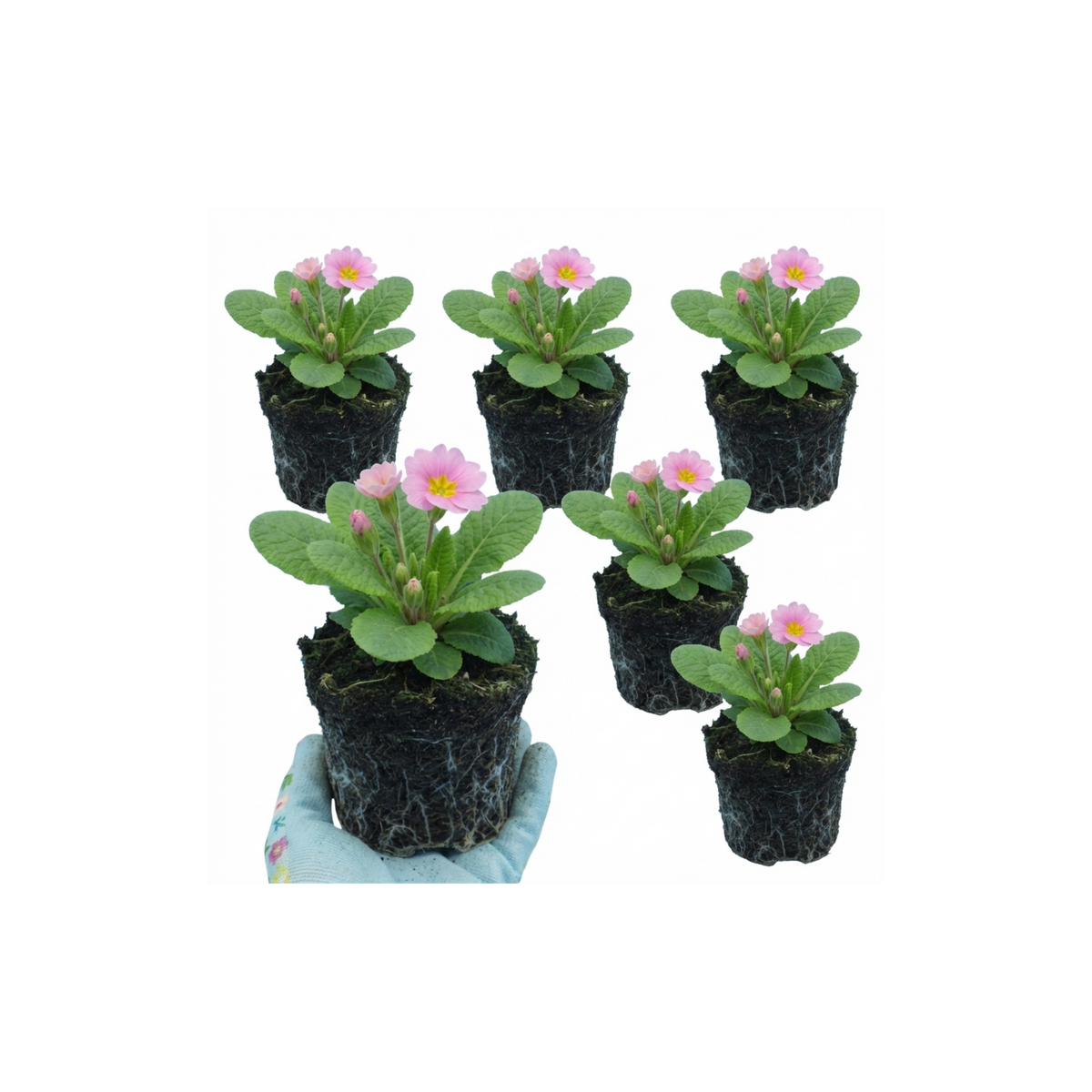 Primula vulgaris 'Strawberry' from Cedar Nursery, Cobham