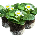 Primula vulgaris 'White' from Cedar Nursery, Cobham