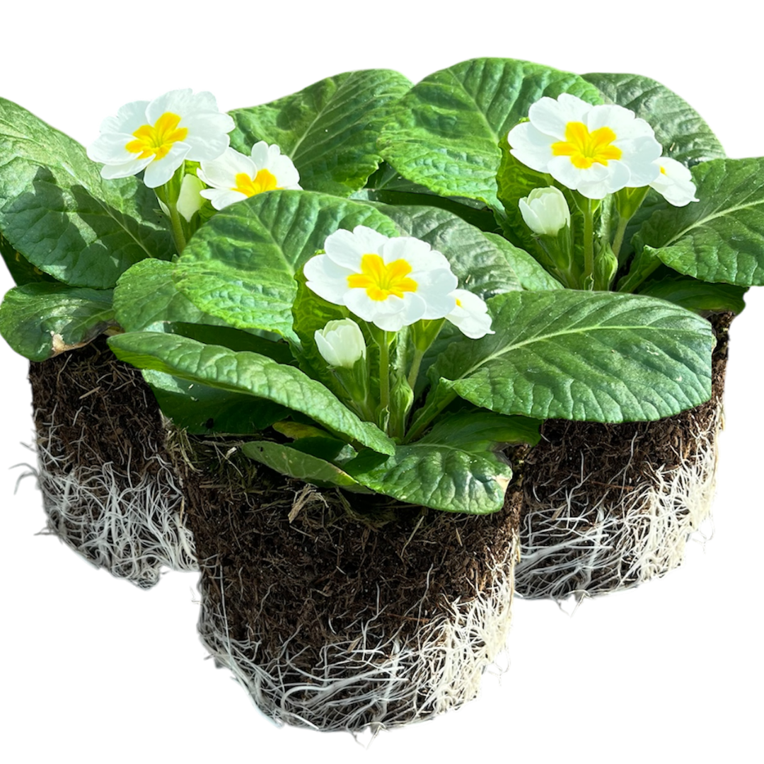Primula vulgaris 'White' from Cedar Nursery, Cobham
