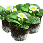 Primula vulgaris 'White' from Cedar Nursery, Cobham