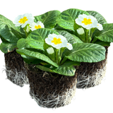 Primula vulgaris 'White' from Cedar Nursery, Cobham