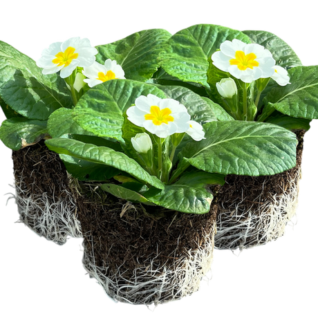 Primula vulgaris 'White' from Cedar Nursery, Cobham
