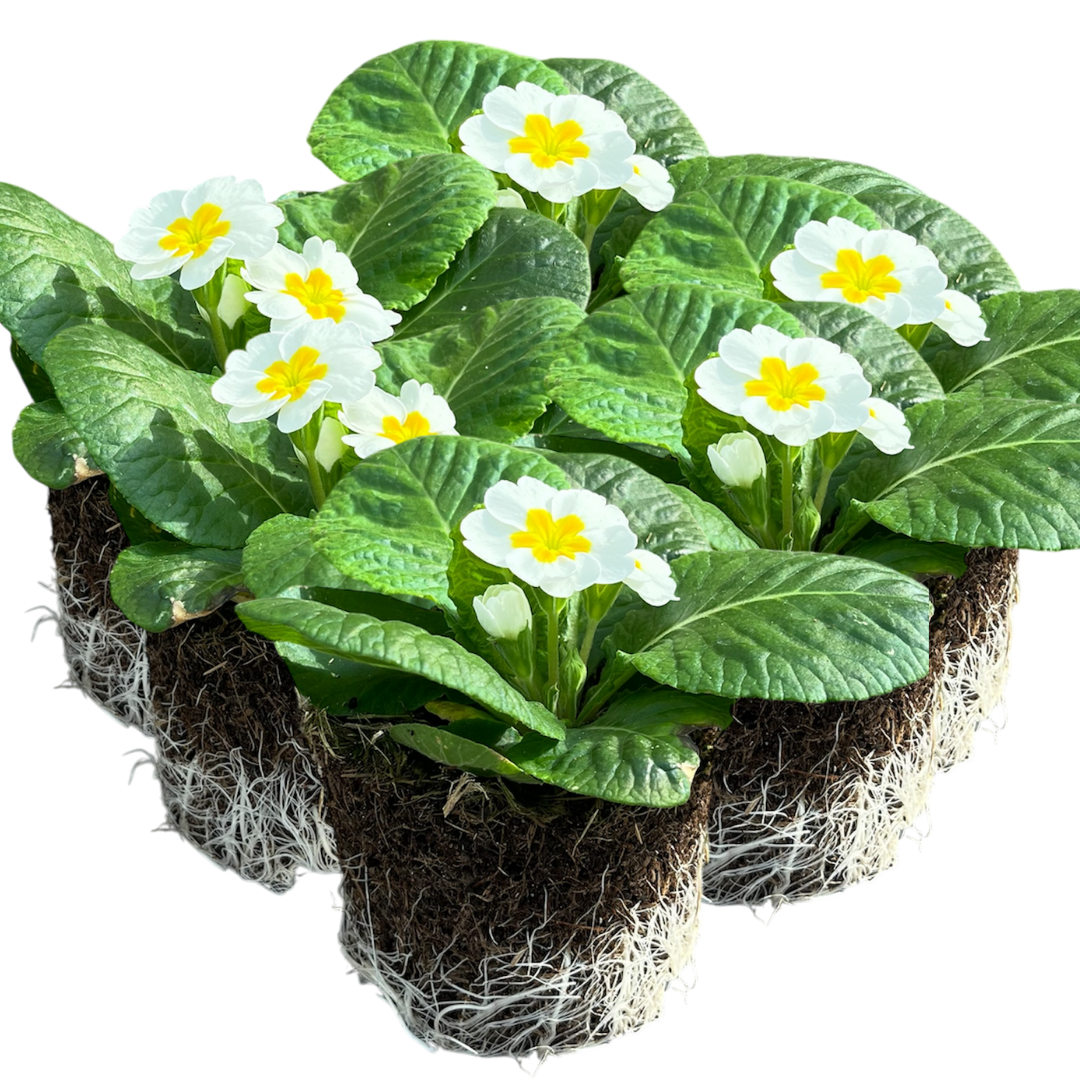 Primula vulgaris 'White' from Cedar Nursery, Cobham