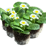 Primula vulgaris 'White' from Cedar Nursery, Cobham