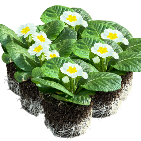 Primula vulgaris 'White' from Cedar Nursery, Cobham