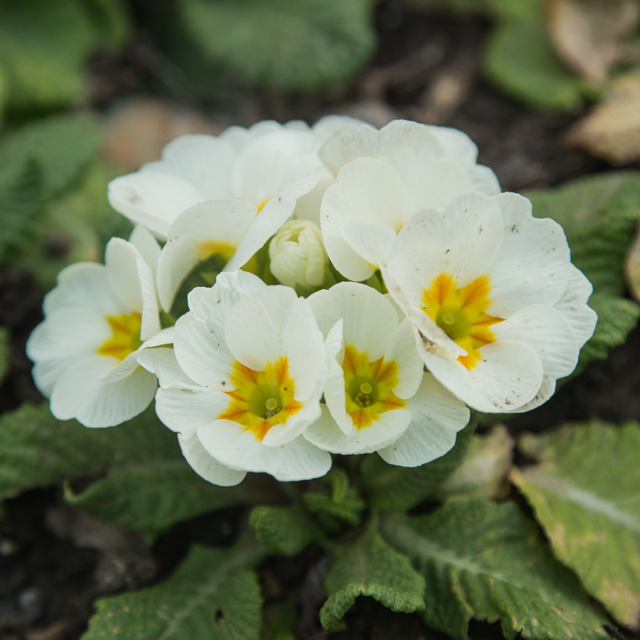 Primula vulgaris 'White' from Cedar Nursery, Cobham