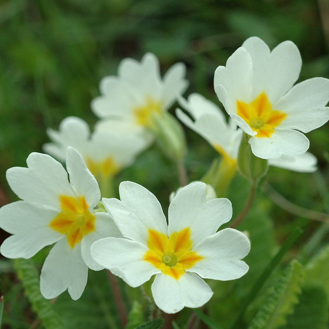 Primula vulgaris 'White' from Cedar Nursery, Cobham