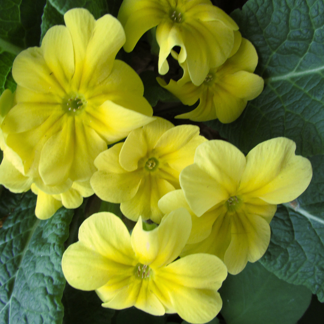 Primula vulgaris 'Yellow' from Cedar Nursery, Cobham