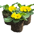 Primula vulgaris 'Yellow' from Cedar Nursery, Cobham