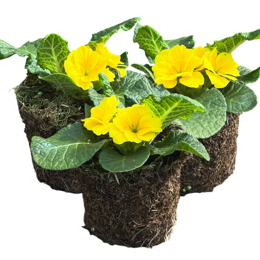 Primula vulgaris 'Yellow' from Cedar Nursery, Cobham