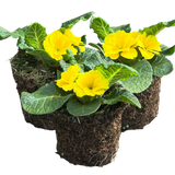 Primula vulgaris 'Yellow' from Cedar Nursery, Cobham