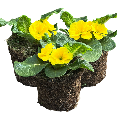 Primula vulgaris 'Yellow' from Cedar Nursery, Cobham