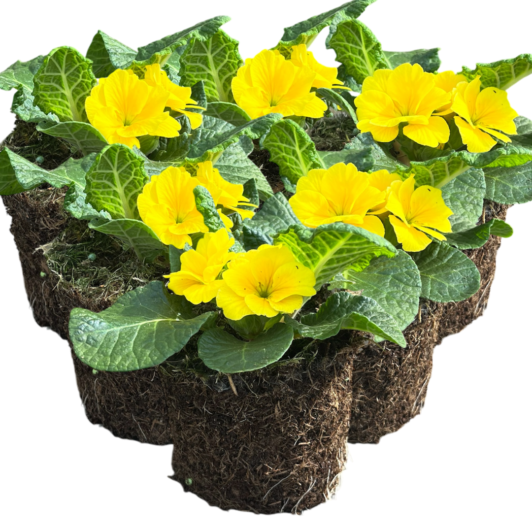 Primula vulgaris 'Yellow' from Cedar Nursery, Cobham