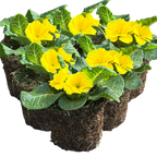 Primula vulgaris 'Yellow' from Cedar Nursery, Cobham