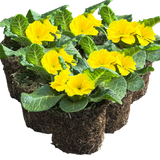 Primula vulgaris 'Yellow' from Cedar Nursery, Cobham