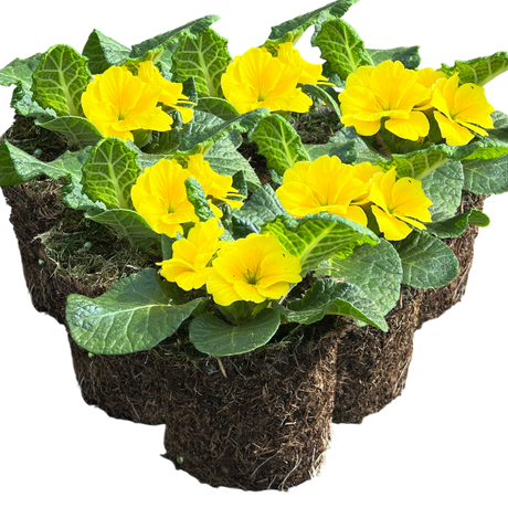 Primula vulgaris 'Yellow' from Cedar Nursery, Cobham