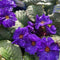 Buy Primula Goldnugget Blue direct from Cedar Garden Nursery in Surrey