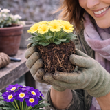 Primula vulgaris Primrose 105cm at Cedar Nursery Surrey