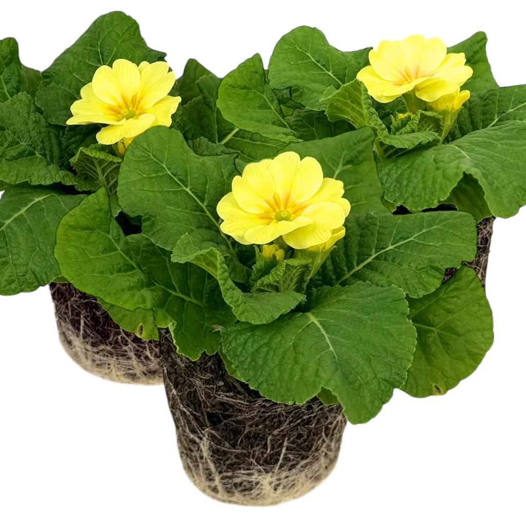 Primula vulgaris Primrose 105cm at Cedar Nursery Surrey