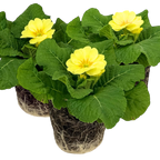 Primula vulgaris Primrose 105cm at Cedar Nursery Surrey