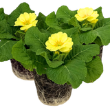 Primula vulgaris Primrose 105cm at Cedar Nursery Surrey